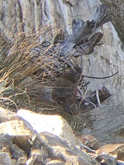 Leucosticte tephrocotis dawsoni