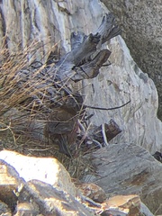 Leucosticte tephrocotis dawsoni