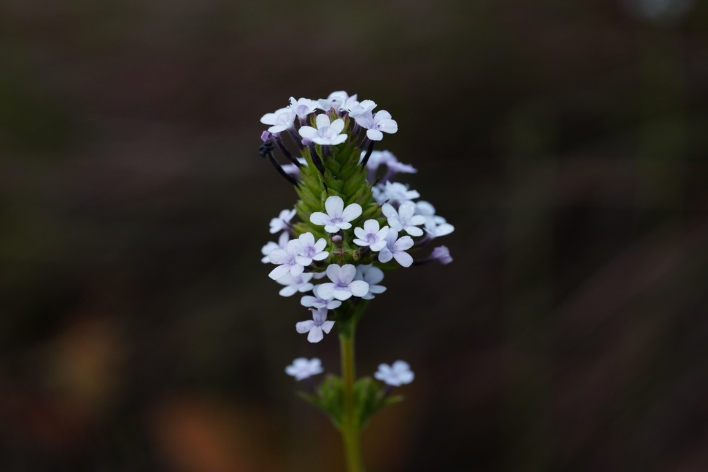 Buchnera cruciata (Buchnera cruciata)