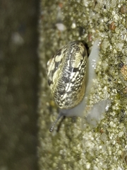 Hygromia cinctella