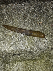 Limacus maculatus