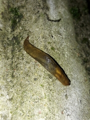 Limacus maculatus