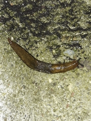 Limacus maculatus