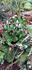 Peltigera leucophlebia