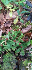 Peltigera leucophlebia