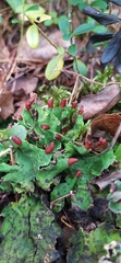 Peltigera leucophlebia