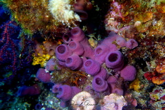Haliclona mediterranea