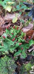 Peltigera leucophlebia