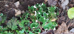 Peltigera leucophlebia