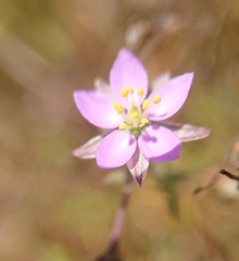 Spergularia rupicola