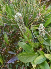 Lagotis integrifolia