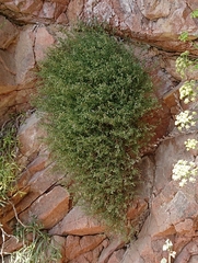 Spergularia rupicola