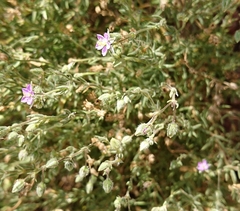 Spergularia rupicola