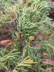 Juniperus pseudosabina