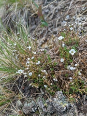 Cherleria arctica
