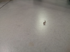 Chilopoda