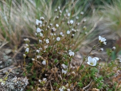 Cherleria arctica