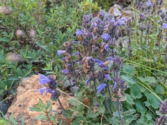 Dracocephalum imberbe