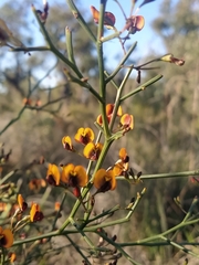 Daviesia divaricata