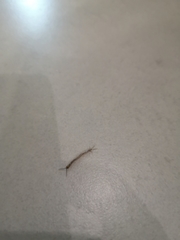 Chilopoda
