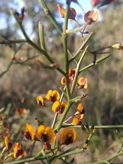 Daviesia divaricata