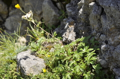 Potentilla alchimilloides