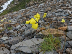 Papaver pseudocanescens