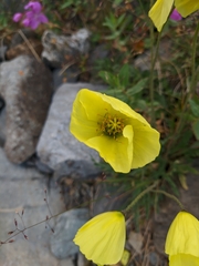 Papaver pseudocanescens