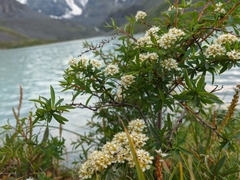 Spiraea alpina