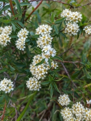 Spiraea alpina