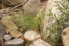 Divisae