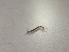 Chilopoda