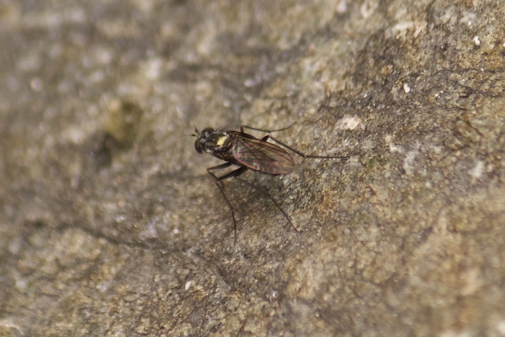 Tachytrechus flabellifer