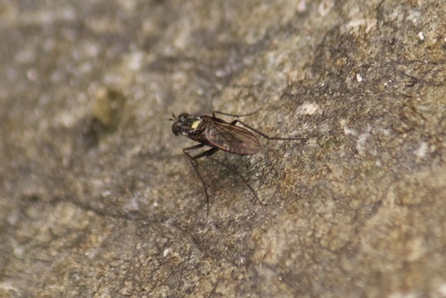 Tachytrechus flabellifer