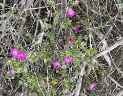 Drosanthemum intermedium