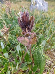 Dracocephalum grandiflorum