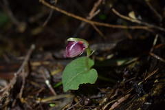 Corybas rotundifolius