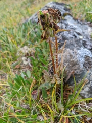 Pedicularis compacta