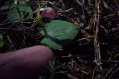Corybas rotundifolius