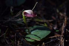 Corybas rotundifolius