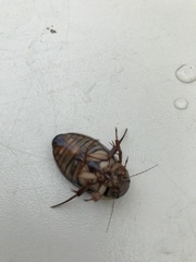 Dytiscus marginalis