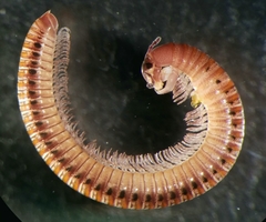 Aniulus orientalis