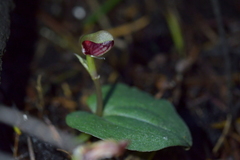 Corybas rotundifolius