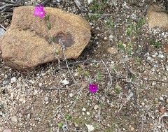 Drosanthemum intermedium