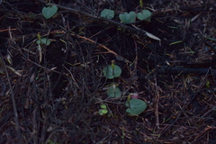 Corybas rotundifolius
