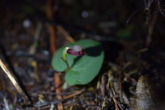 Corybas rotundifolius