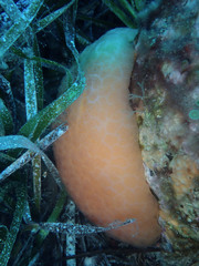 Aplidium conicum