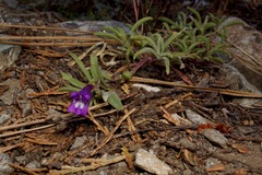 Penstemon purpusii
