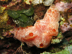 Aplidium elegans