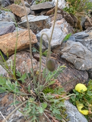 Papaver pseudocanescens